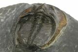 Detailed Scotoharpes Trilobite - Boudib, Morocco #289441-4